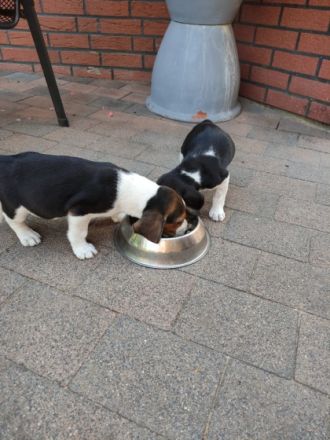 Lustige Beaglewelpen am 12.6.22 geboren aus guter