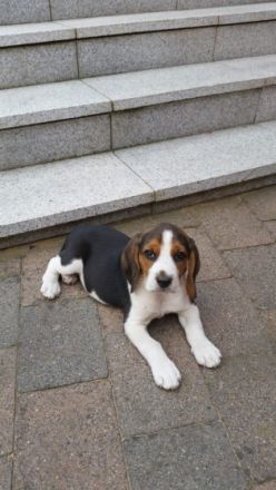 Lustige Beaglewelpen am 12.6.22 geboren aus guter