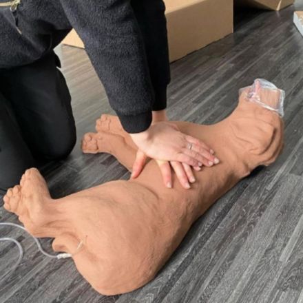 Erste Hilfe für Kleintiere - Tagesseminar