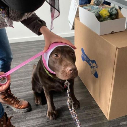 Erste Hilfe für Kleintiere - Tagesseminar