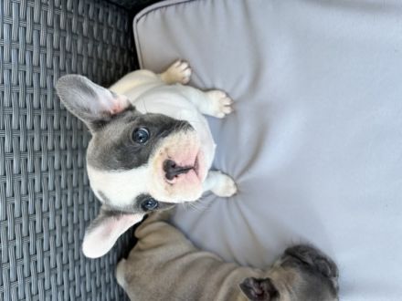 Liebe Bully Freunde Unsere Shiva hat am 23.06.22 ,vier