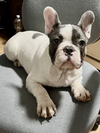 Liebe Bully Freunde Unsere Shiva hat am 23.06.22 ,vier