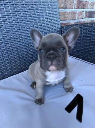 Liebe Bully Freunde Unsere Shiva hat am 23.06.22 ,vier