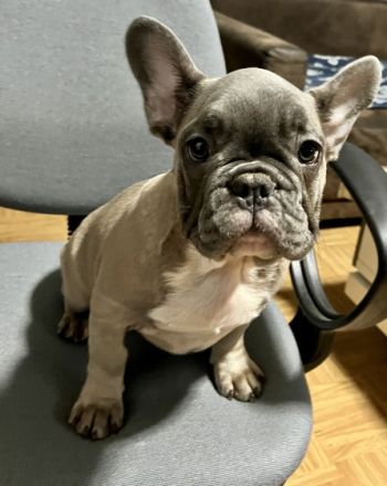 Liebe Bully Freunde Unsere Shiva hat am 23.06.22 ,vier