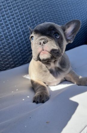 Liebe Bully Freunde Unsere Shiva hat am 23.06.22 ,vier