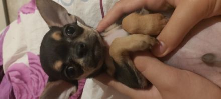 Wir möchten unseren kleinen Rüden Mailo an ganz liebe