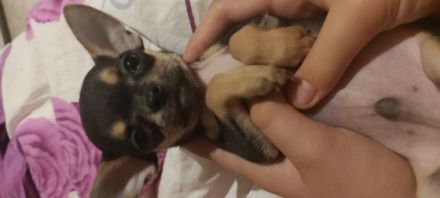 Wir möchten unseren kleinen Rüden Mailo an ganz liebe