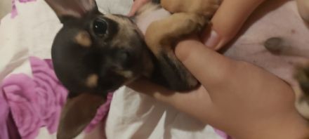 Wir möchten unseren kleinen Rüden Mailo an ganz liebe