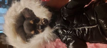 Wir möchten unseren kleinen Rüden Mailo an ganz liebe