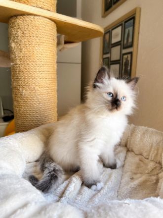 Unsere geliebte Siam Katze „Chica“ hat am 27.06.2022 5