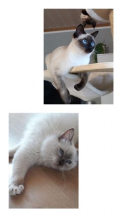 Unsere geliebte Siam Katze „Chica“ hat am 27.06.2022 5