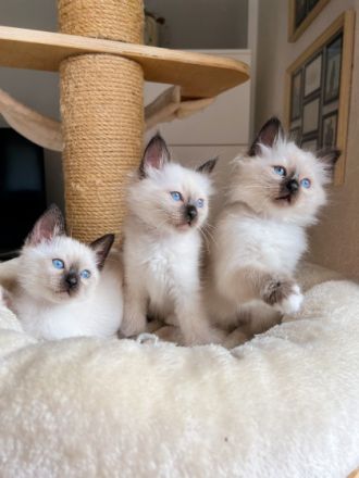 Unsere geliebte Siam Katze „Chica“ hat am 27.06.2022 5