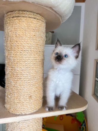 Unsere geliebte Siam Katze „Chica“ hat am 27.06.2022 5