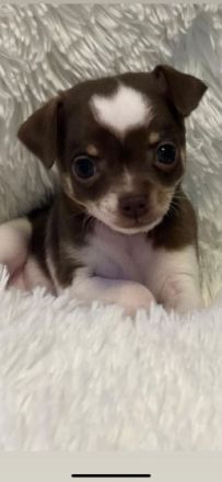 Hallo wir müssen leider die kleine Lucy wieder abgeben,