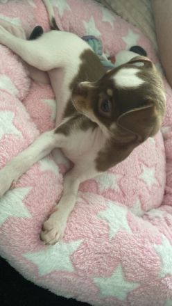 Hallo wir müssen leider die kleine Lucy wieder abgeben,