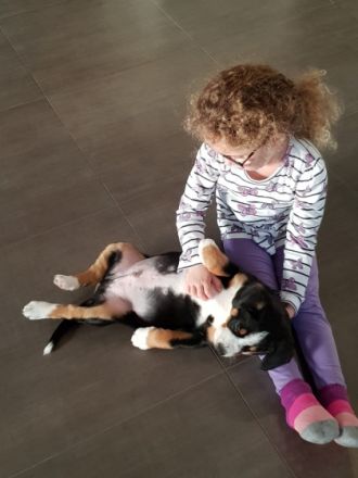 Der Entlebucher Sennenhunde ist mit einer Größe von