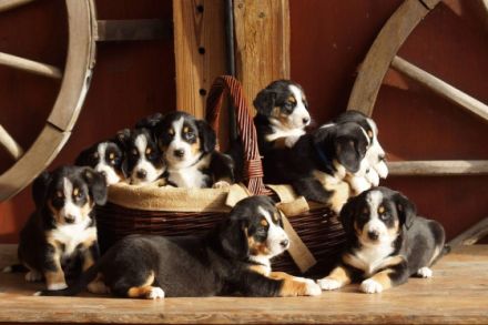 Der Entlebucher Sennenhunde ist mit einer Größe von