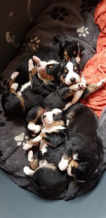 Der Entlebucher Sennenhunde ist mit einer Größe von
