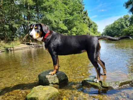 Der Entlebucher Sennenhunde ist mit einer Größe von