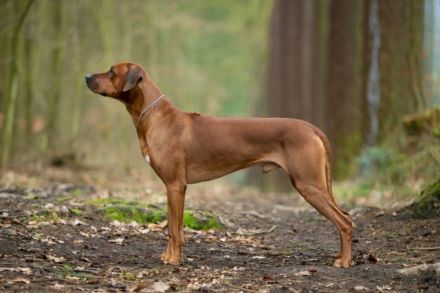 Pregnancy confirmed!! We are happy to announce our