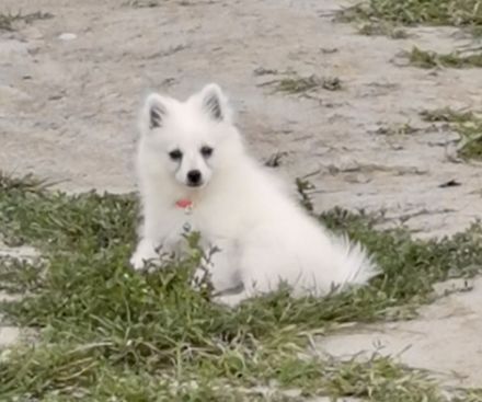 Boo, Die Kleine Pomeranian Spitz Dame ist gerade mal 6