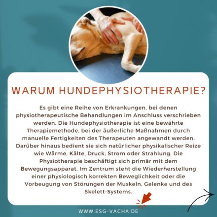 Intensivausbildung Hundephysiotherapie
