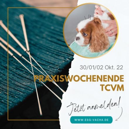 Seminar Praxiswochenende TCVM Fälleausarbeitung