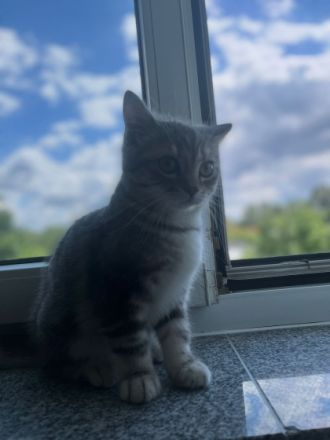 Britisch Kurzhaar, Hallihallo Katzenfreunde, auf den