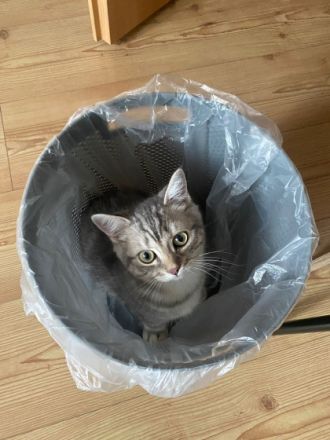 Britisch Kurzhaar, Hallihallo Katzenfreunde, auf den