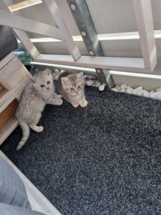 Britisch Kurzhaar, Hallihallo Katzenfreunde, auf den