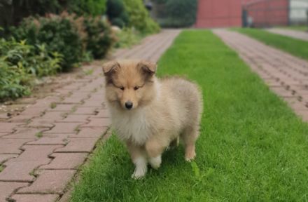 Dehami's Secret Celestial Star