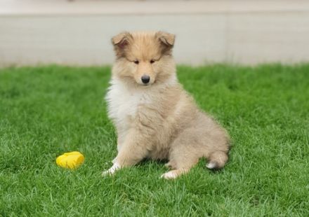 Dehami's Secret Celestial Star