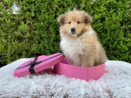 Dehami's Secret Celestial Star