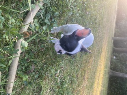 Liebe Hunde Freunde, Es suchen noch noch zwei unserer