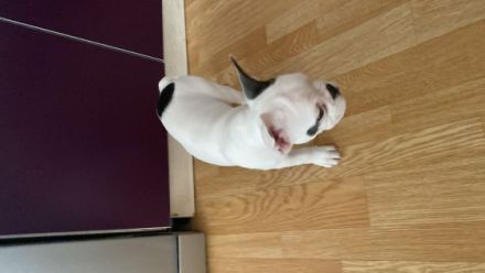 Liebe Hunde Freunde, Es suchen noch noch zwei unserer