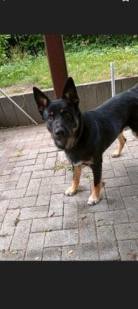 Hallo. Ich biete einen Welpen an. Schäferhund mix. Er