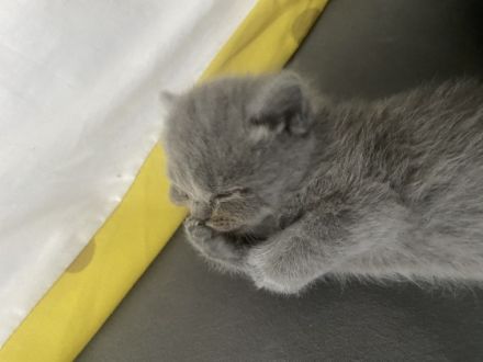 Geboren am 11.07.2022 und suchen ein neues zu Hause :).