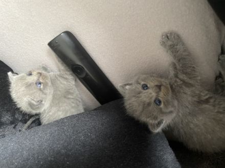 Geboren am 11.07.2022 und suchen ein neues zu Hause :).