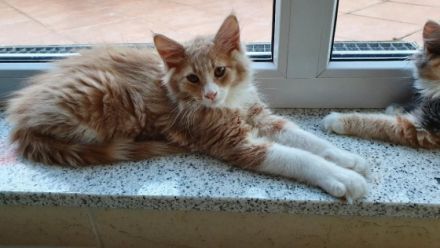 Unsere Roxy hat am 2.6.2022 sieben entzückende Babys