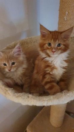 Unsere Roxy hat am 2.6.2022 sieben entzückende Babys