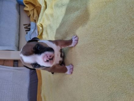 Unsere Welpen wachsen mit Familienanschluss mitten im