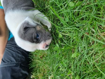 Unsere Welpen wachsen mit Familienanschluss mitten im