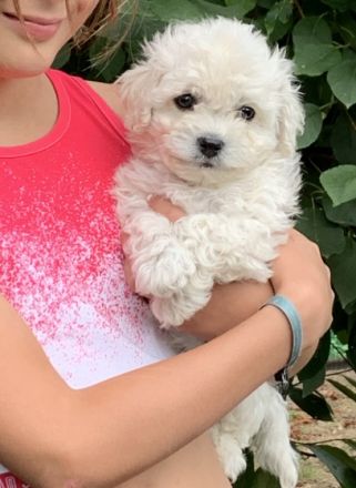 Hallo - wir sind putzmuntere kerngesunde Bolonka Welpen