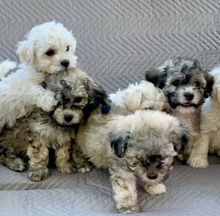 Hallo - wir sind putzmuntere kerngesunde Bolonka Welpen