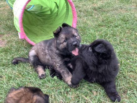 Hallo liebe Schäferhundfreunde, ein dunkelgrauer,