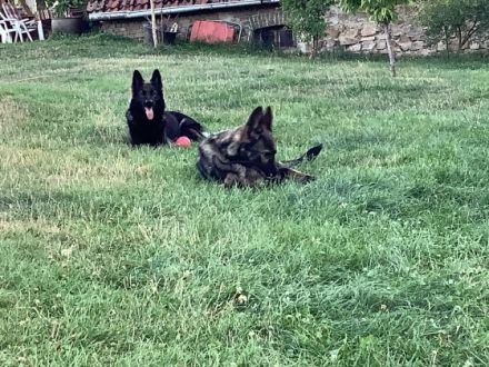 Hallo liebe Schäferhundfreunde, ein dunkelgrauer,