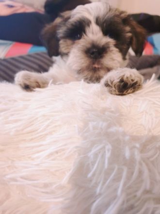 3 Jungs und ein Mädchen suchen liebevolle Familien