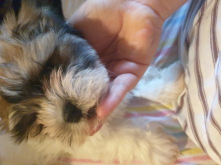 3 Jungs und ein Mädchen suchen liebevolle Familien