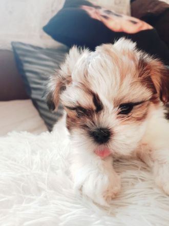 3 Jungs und ein Mädchen suchen liebevolle Familien