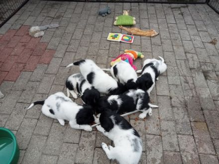 Aus reiner Hobbyzucht habe ich noch 2 Welpen zu